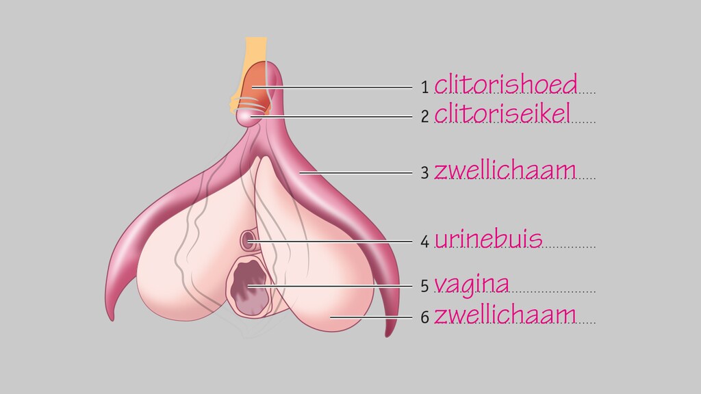 Illustratie bij: Eindelijk staat ook ‘de clitoris’ in alle biologieboeken op school